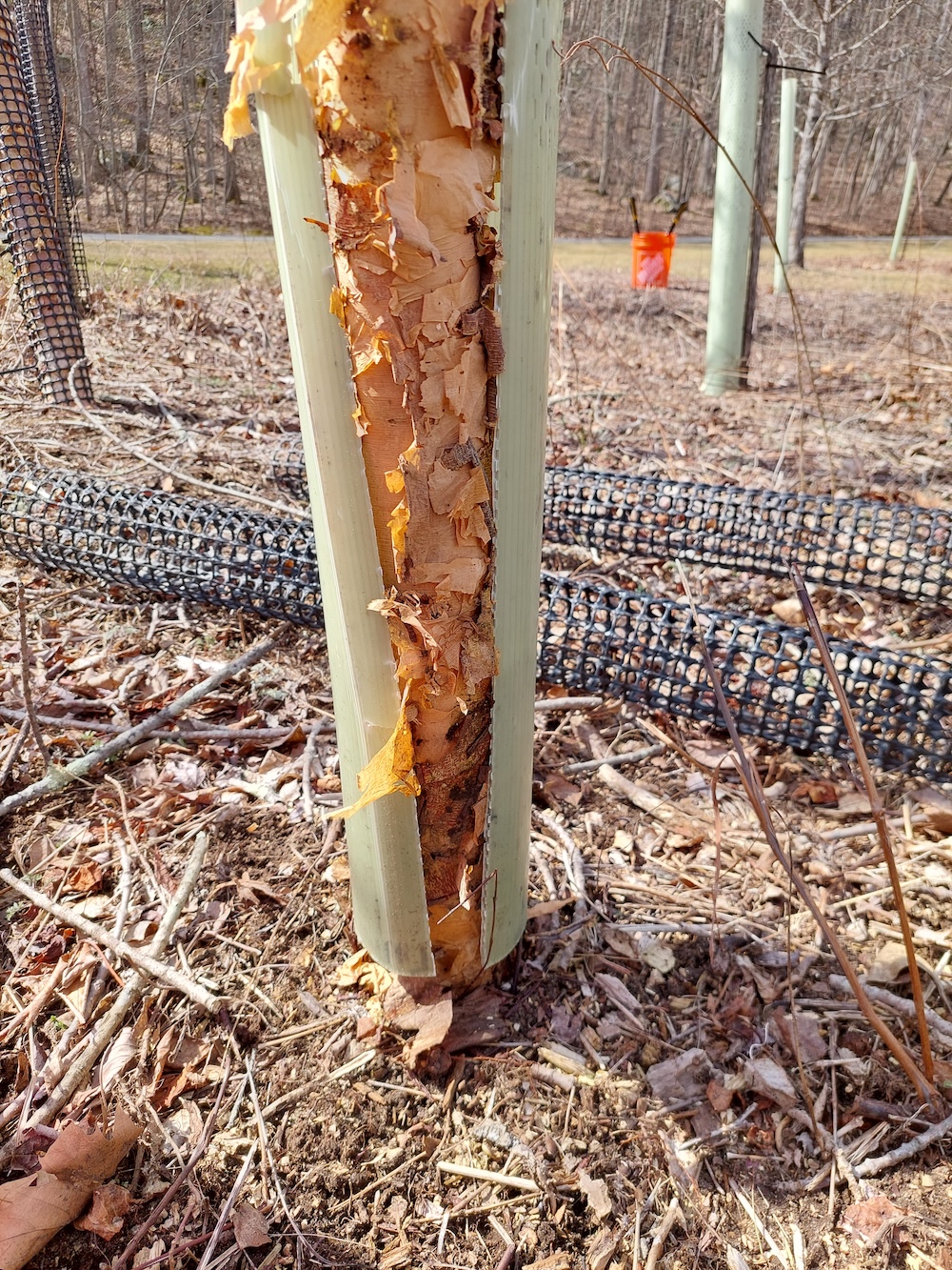 A split-open plastic tree tube opened along its perforation revealing leafy river birch bark. Two bark protectors lie in the background.