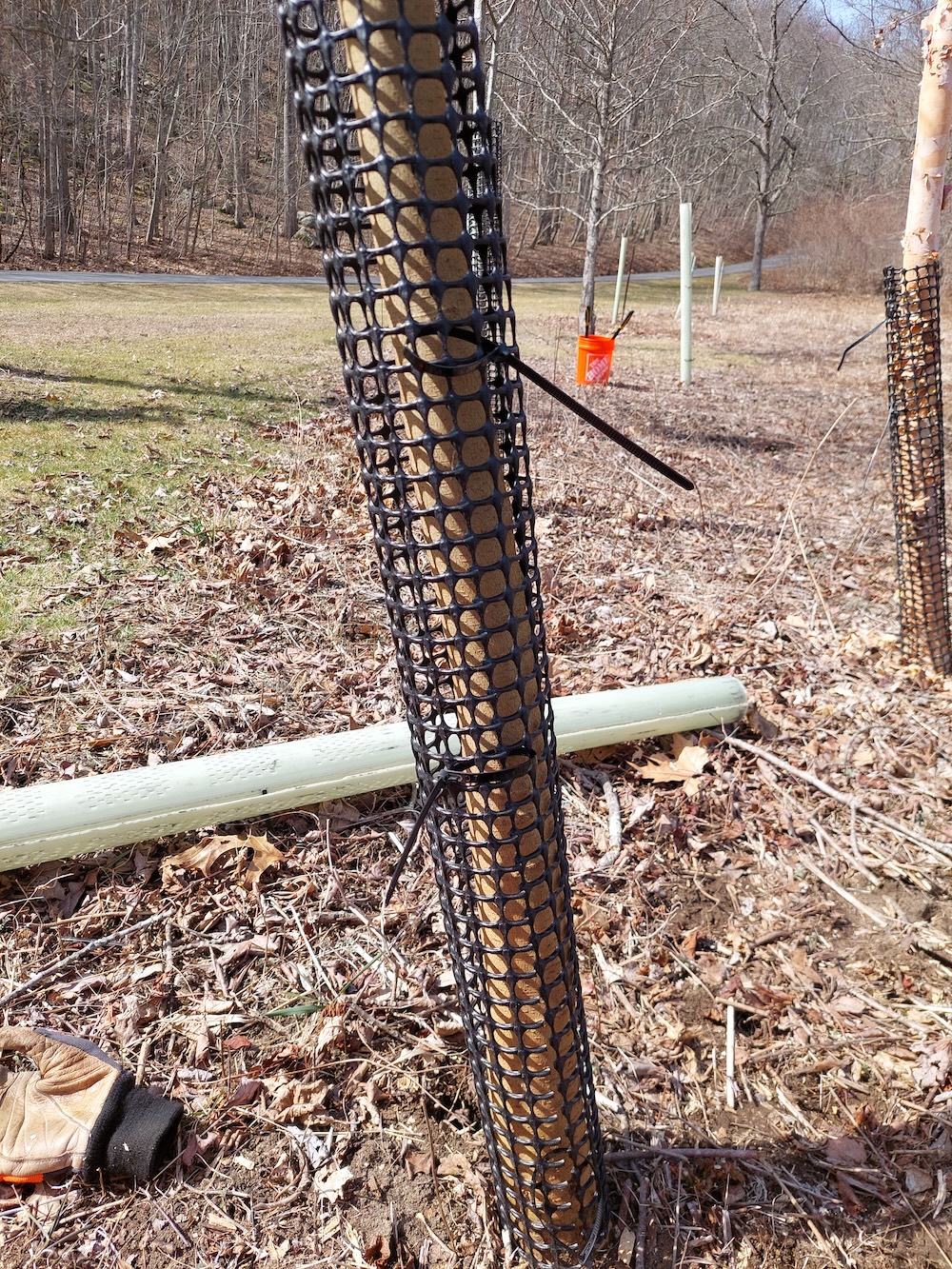 A bark protector installed on a sapling two or three inches in diameter.