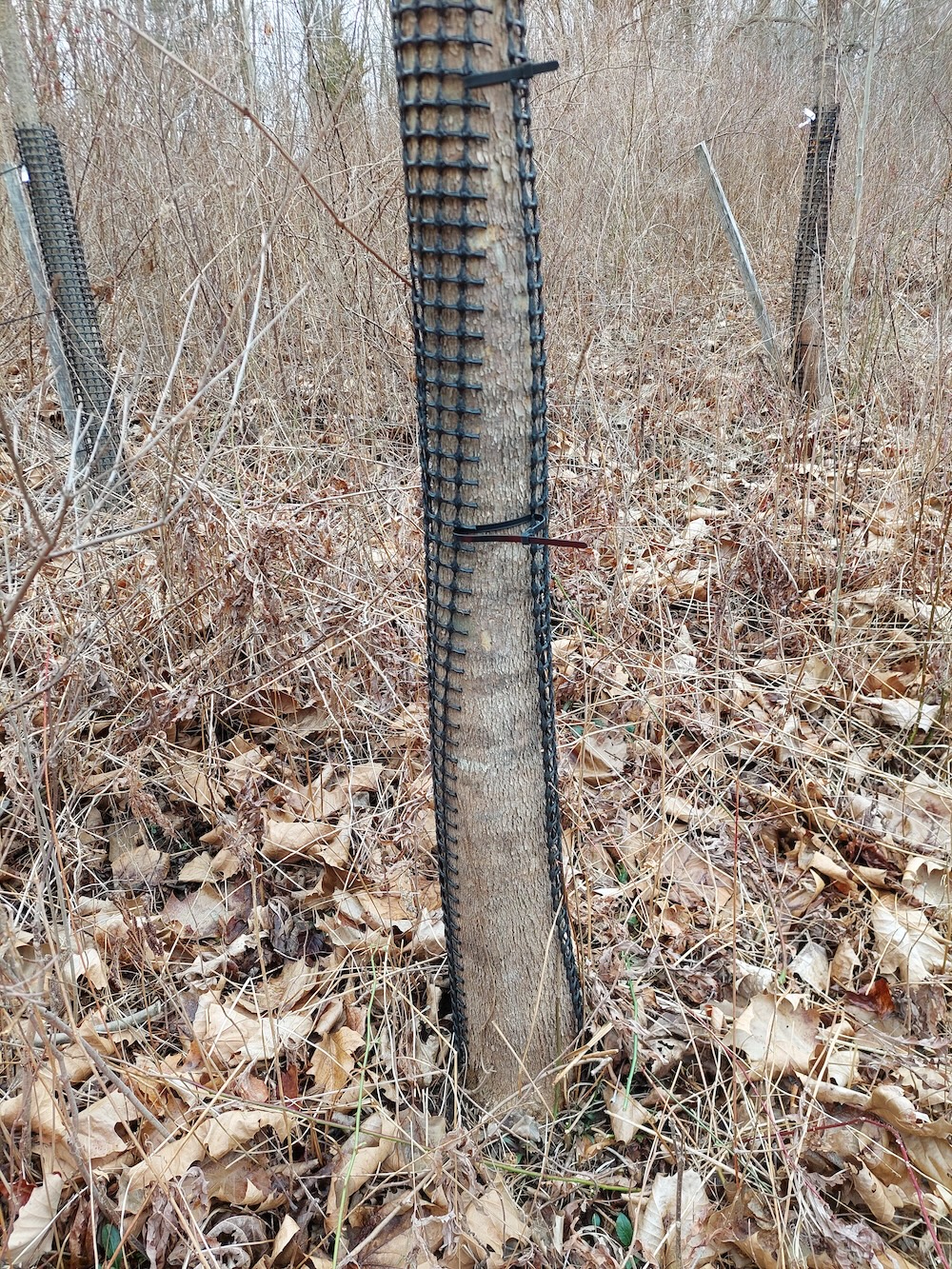 This sapling’s bark protector only wraps around half the tree trunk. The lowest zip tie was removed and the upper ones were loosened to allow for growth.  