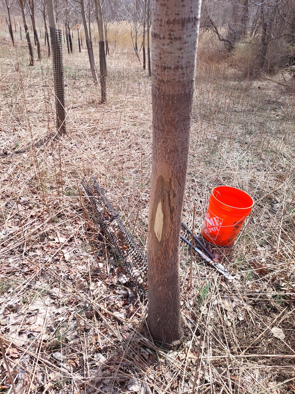 A buck rubbed this tree so vigorously with its antlers that the bark protector fell to the ground!