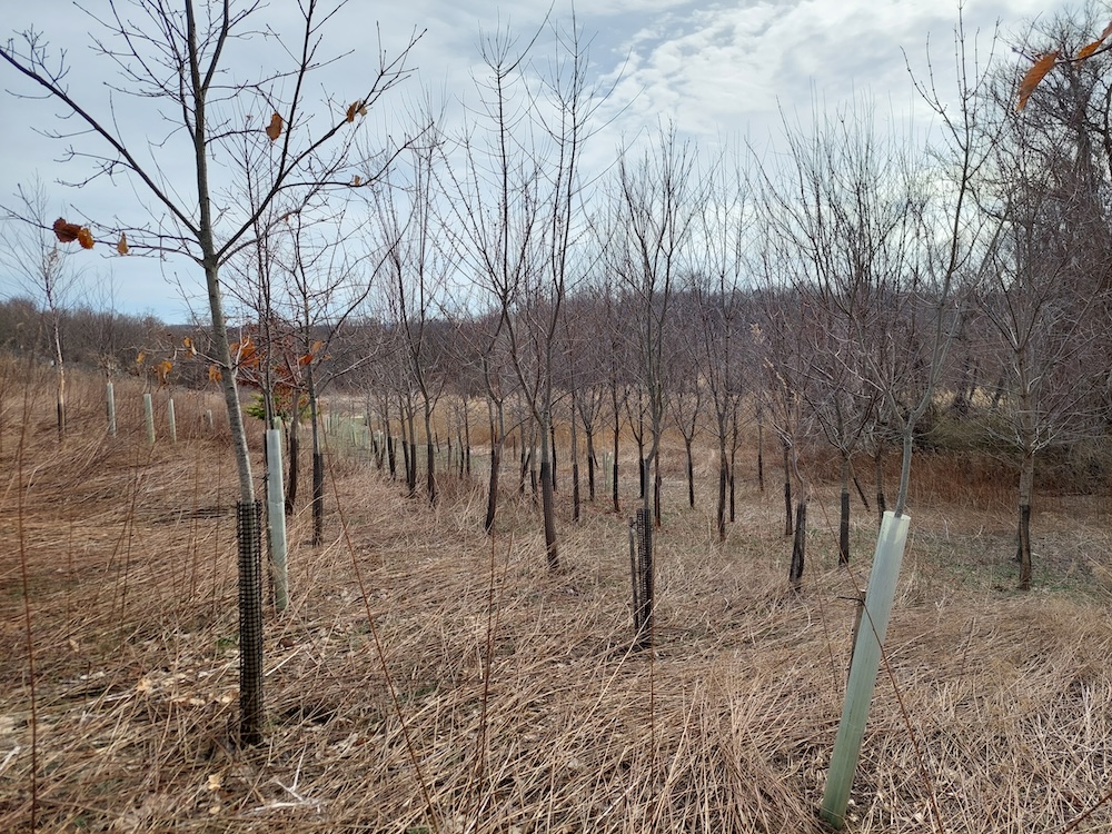 Rows of planted trees forming a riparian buffer at Hilltop Hanover Farm in Yorktown Heights, New York, March 2023.