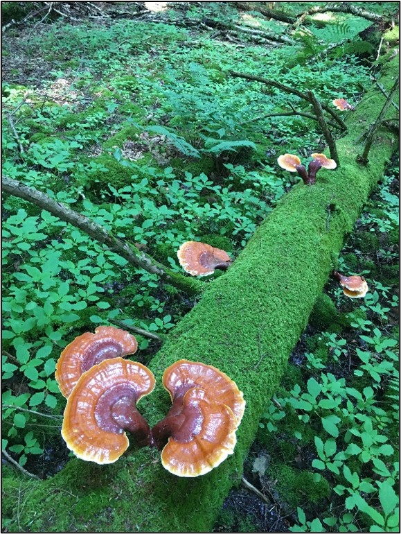 Medicinal reishi mushrooms on a decaying hemlock Reishi mushrooms on decaying hemlock