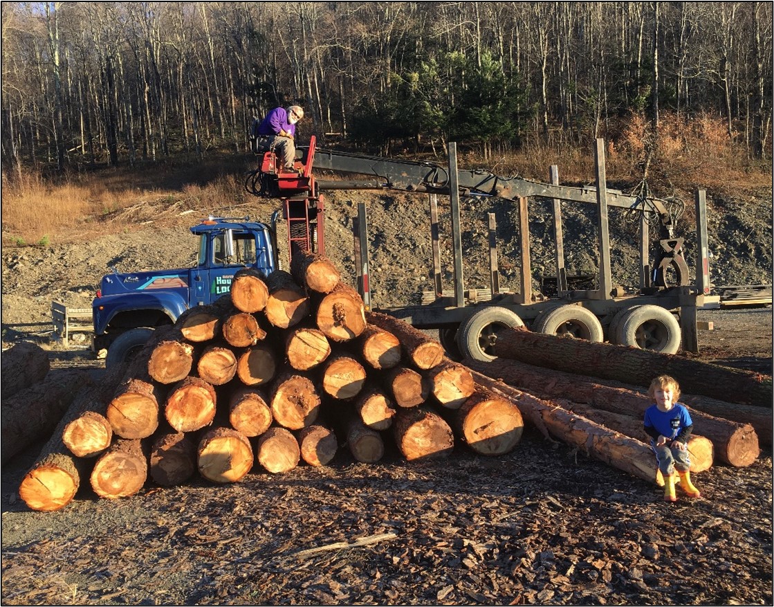 hemlock logs at the mill A pile of hemlock logs unloaded at the mill.
