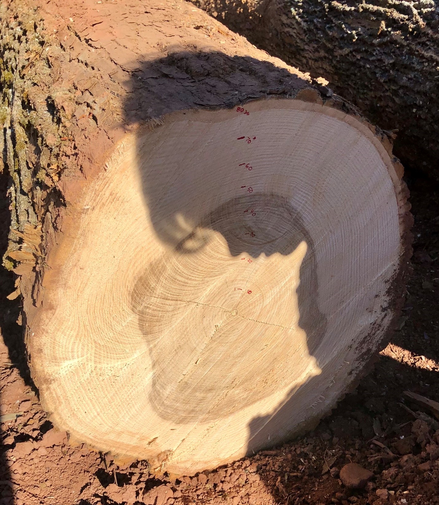 tree rings marked on an ash log Tree rings marked on an ash log.