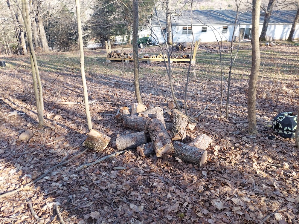 Pile of cherry logs cut into lengths of 16 inches. A small pile of cherry logs cut into lengths of 16 inches. The author’s backyard wood rack and house is shown in the background.