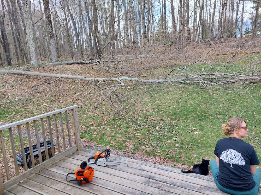 Felled trees prior to delimbing Two small diameter trees felled into the backyard, prior to delimbing. The author’s wife and cat look on from the back deck.
