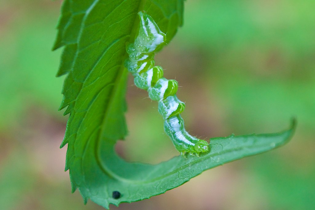 a Pink Patched Looper Moth caterpillar A Pink Patched Looper Moth caterpillar feeds on a light green leaf. The caterpillar’s color is identical to its food source.