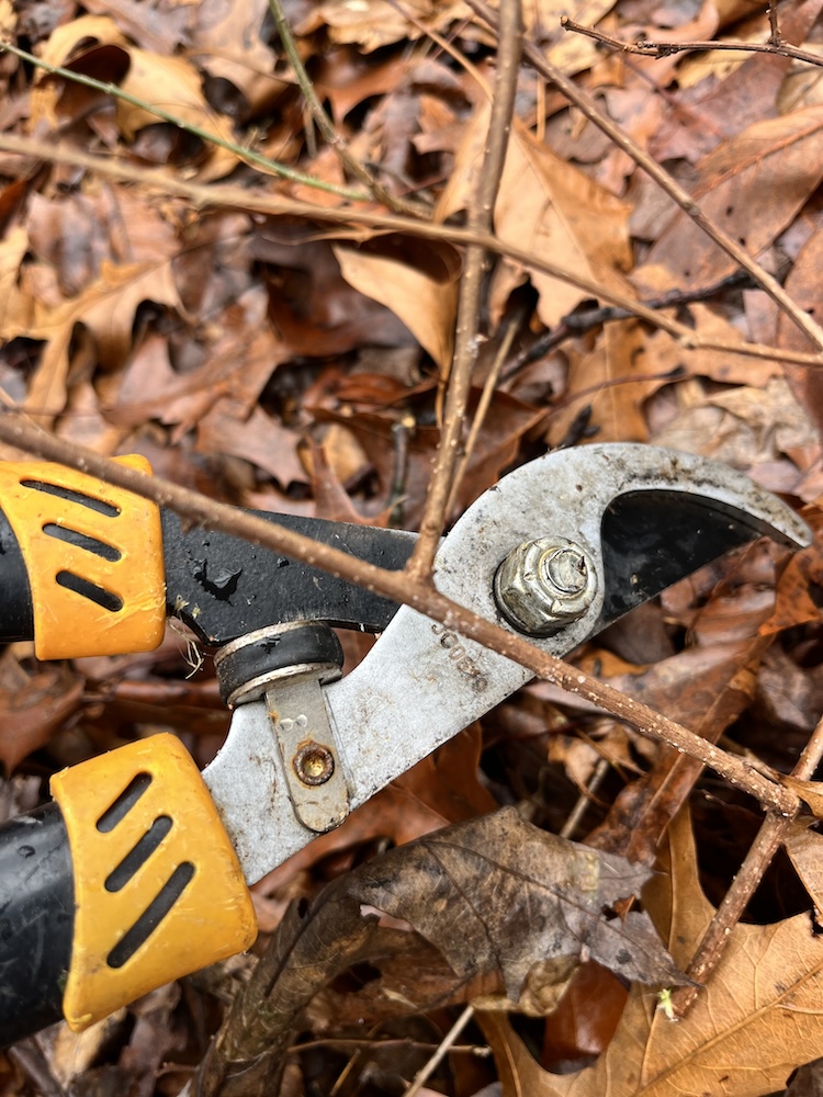 Young bittersweet. Young bittersweet is light brown with small gray spots.