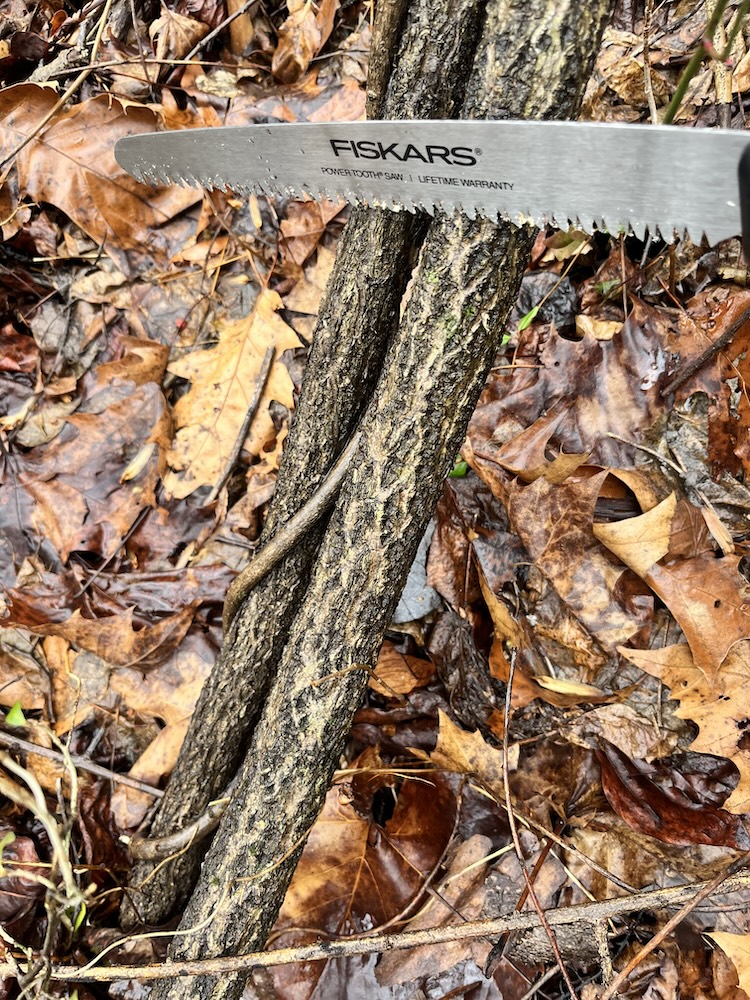 Older bittersweet. Older bittersweet becomes woody and grows the classic light gray diamond pattern on its bark.