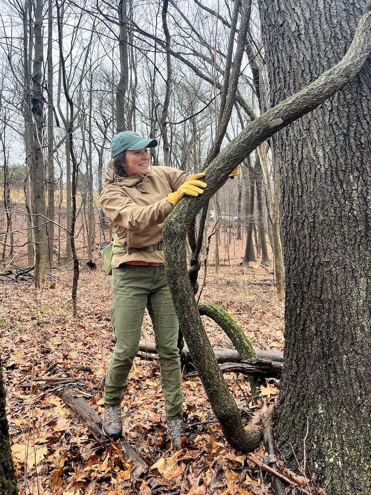 Sawing a bittersweet vine. Cory Tiger from Hudson Highland Land Trust saws a bittersweet vine.