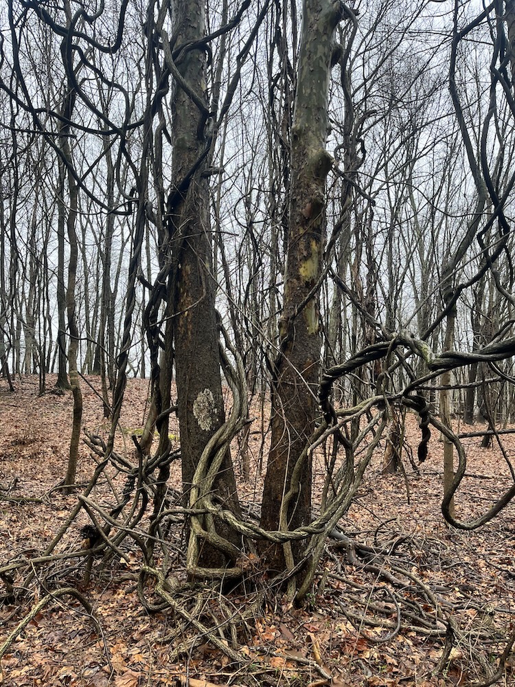 A knot of bittersweet vines growing on trees. A knot of bittersweet vines growing on trees.