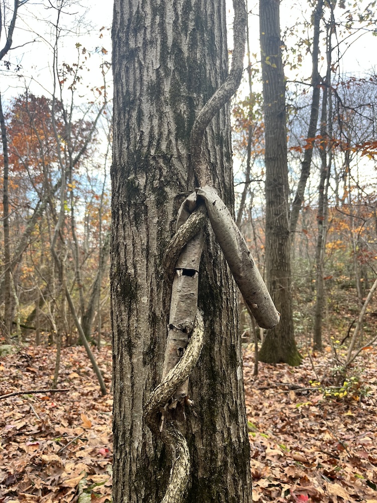 A bittersweet vine holds the bark leftover from a dead black birch sapling. 
