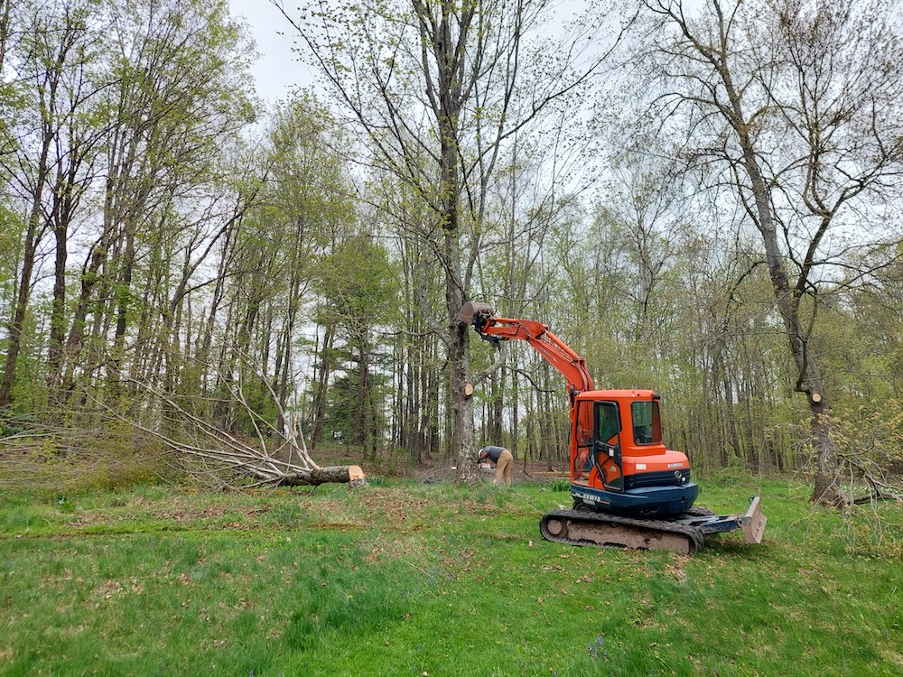 Felling three yard trees. Tree service workers in the process of felling 3 medium to large maple trees in the backyard on an early spring day. A chainsaw operator is making felling cuts while a small excavator pushes the tree in the desired felling direction.