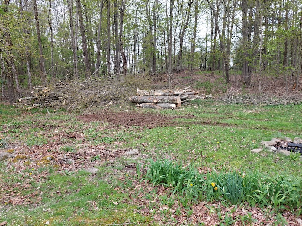 Neat piles of logs and branches in the backyard. Neat piles of logs and branches left over after three yard trees were felled by arborists. Daffodils are popping up and a fire pit can be seen in the foreground. The excavator caused some soil disturbance in a wet area.