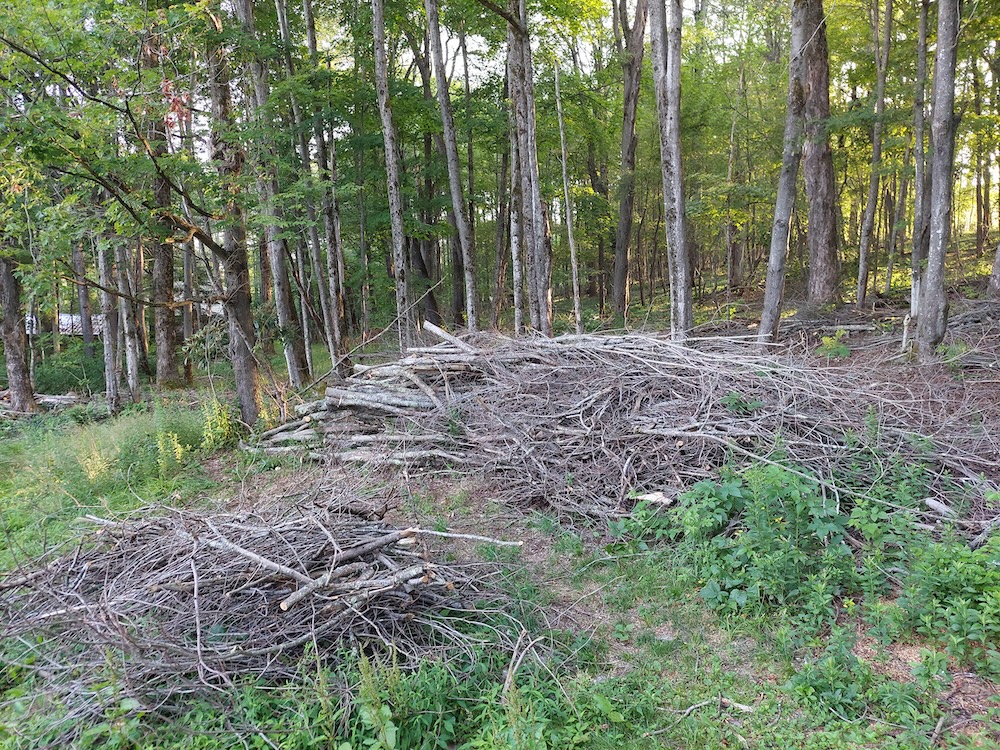 Close-up of the heaping branch pile. Close-up of the heaping branch pile with a smaller pile in the foreground representing branches already cut and removed from the pile.
