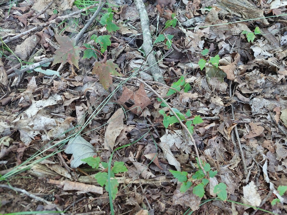 Small red maple seedlings. Description: A close-up aerial view of small red maple seedlings amongst the dry leaves and sticks on the forest floor.