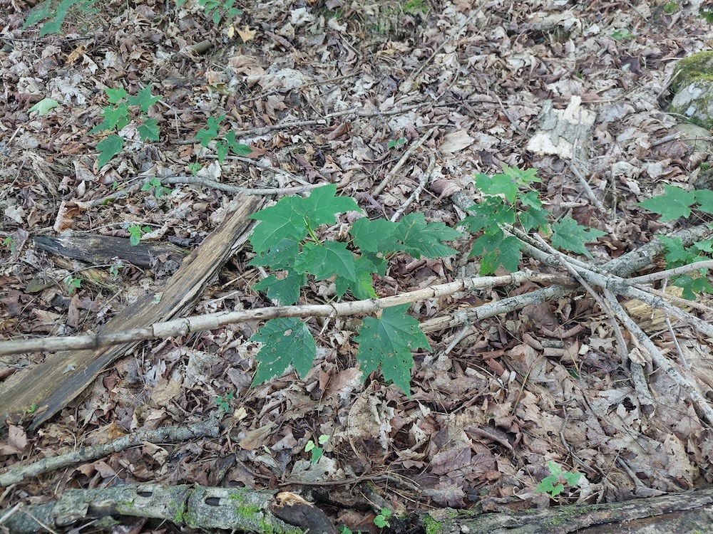 Taller red maple seedlings. A close-up aerial view of taller red maple seedlings amongst the dry leaves and sticks on the forest floor.