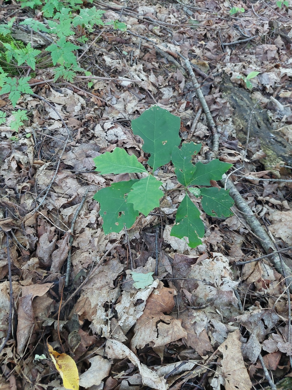 Red oak seedling. A close-up aerial view of a larger red oak seedling.