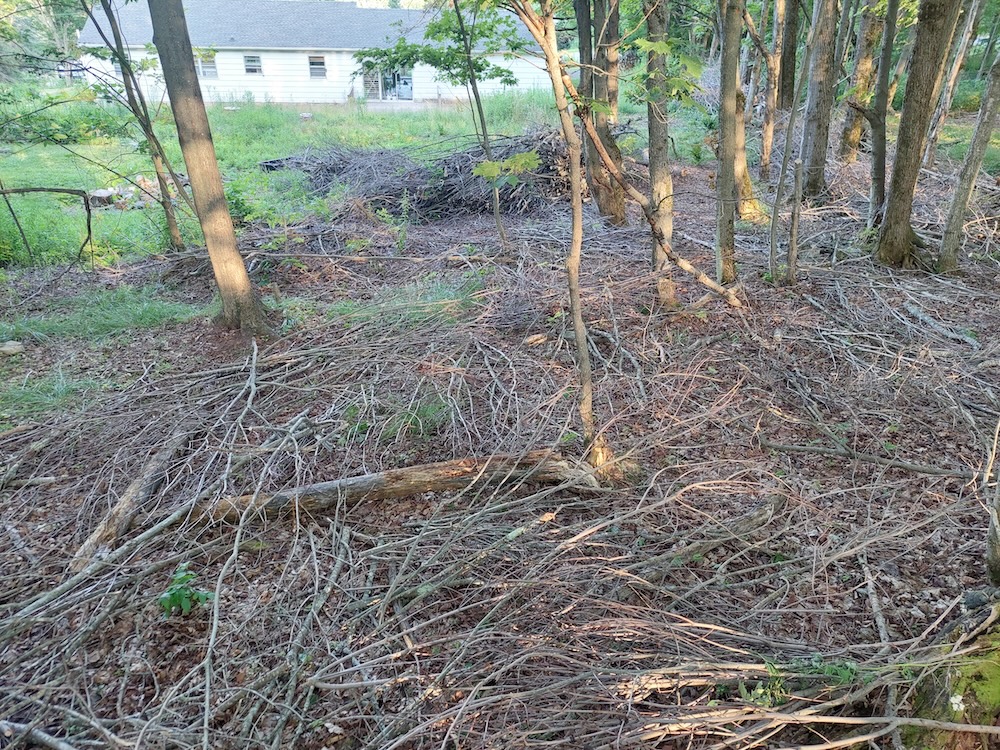 Tree branches spread on the forest floor. thick layer of small-diameter tree branches spread evenly on the forest floor. The branch processing pile can be seen in the background.