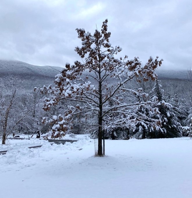 Young swamp white oak holding leaves in winter. A young swamp white oak retaining its leaves in winter. There is a thick blanket of snow on the ground. The tree was planted in an open area near the entrance to Siuslaw Model Forest in Acra, NY.