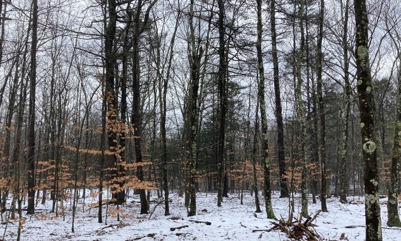 Juvenile beech trees with leaves in winter. Juvenile beech trees with leaves in the winter. The forest floor has a light layer of snow. These beech trees occupy the understory position.