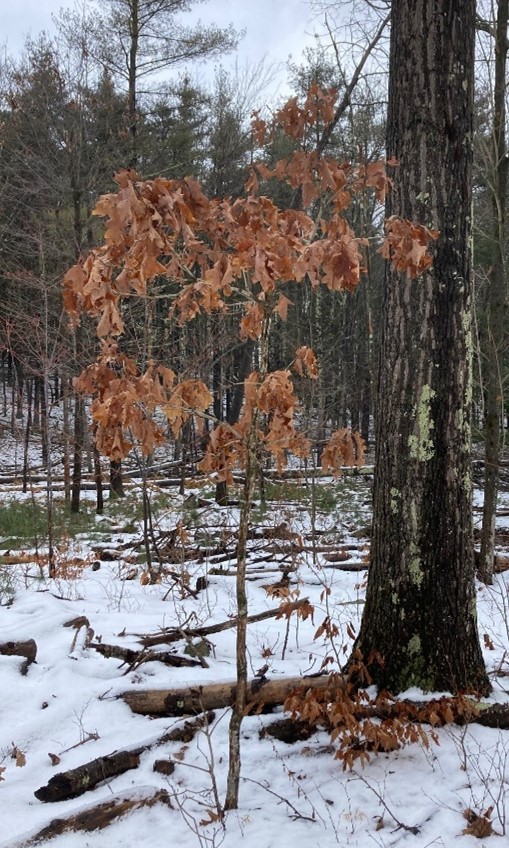 Young red oak with leaves in winter. Young red oak with leaves in winter.