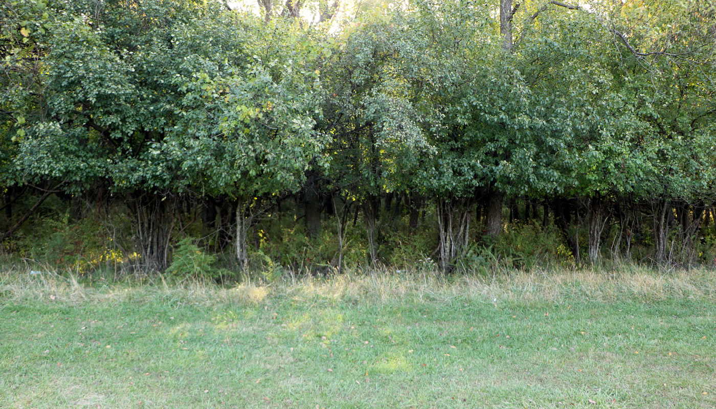 A browse line on trees at the edge of a field.