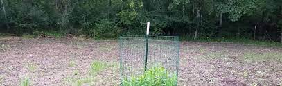 A heavily browsed food plot. The only remaining forage is inside a deer exclosure. 