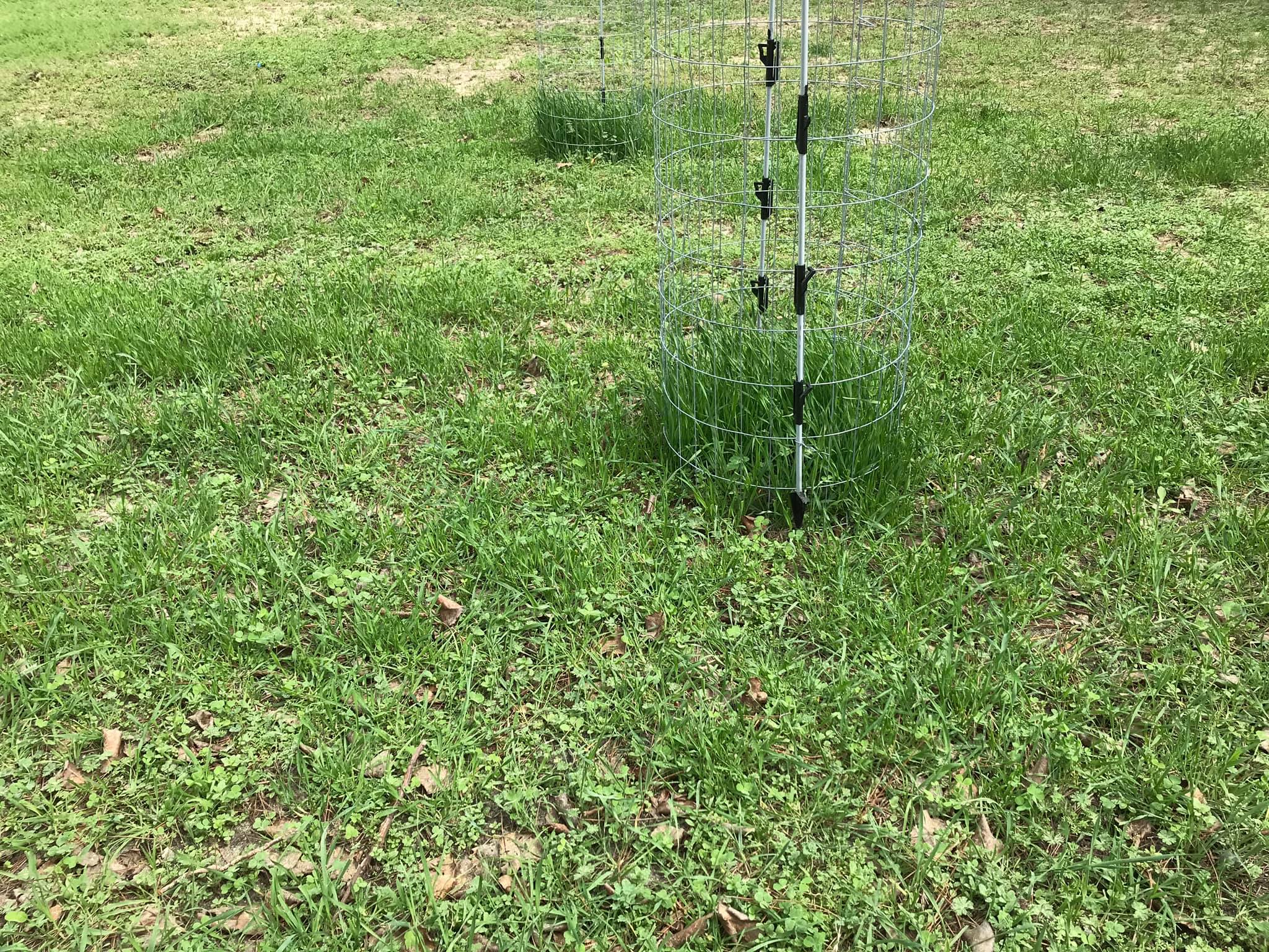 A food plot with some forage remaining inside and out of the deer exclosures.
