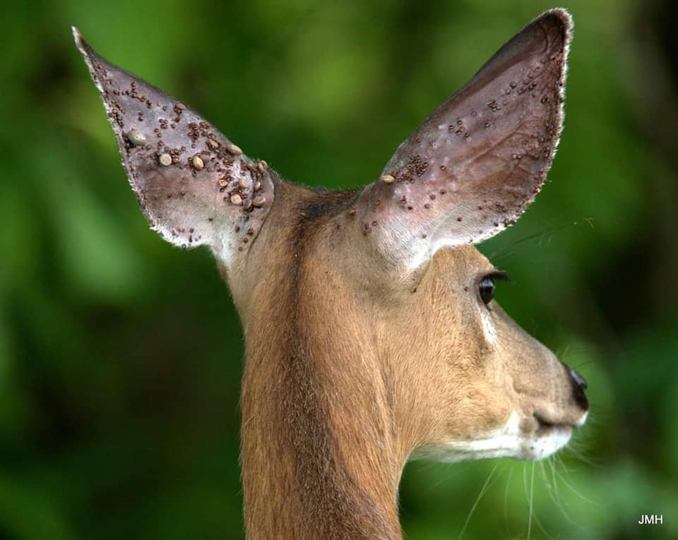 A deer with approximately 100 ticks on the back of its ears.