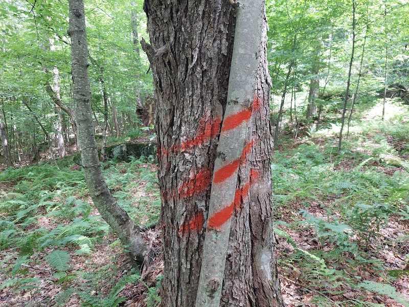 Three red stripes that look like a bear claw scratch on a small tree growing next to a larger one. This symbol signifies a corner tree. Like the corner of a rectangular clearcut boundary. 