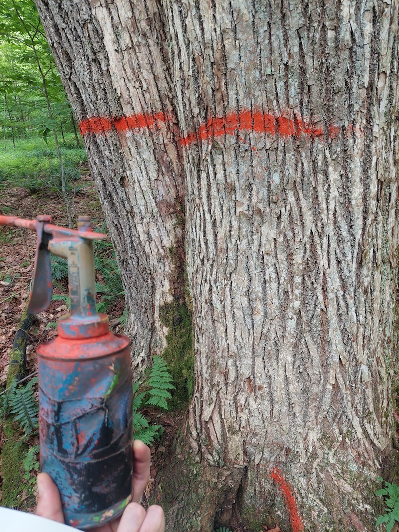 The horizontal stripes on this bunch of basswood trees means they are sawtimber trees. 