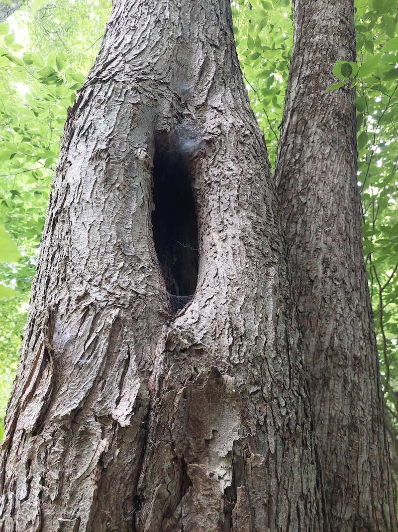 A live, standing, hollow tree, also known as a cavity tree, with a narrow opening on the side of the tree. It’s a red maple. Light green beech brush surrounds the maple.