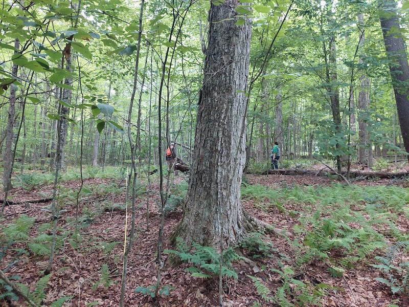 People with a measuring tape stretched out in the woods. They are marking a quarter-acre patch cut. The forest has an open look with some large and small trees and ferns.