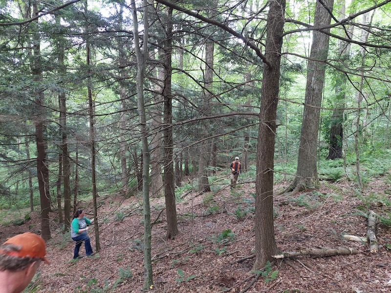 People in the woods under some hemlocks. The forest is darker, denser. They are marking a small clearcut.