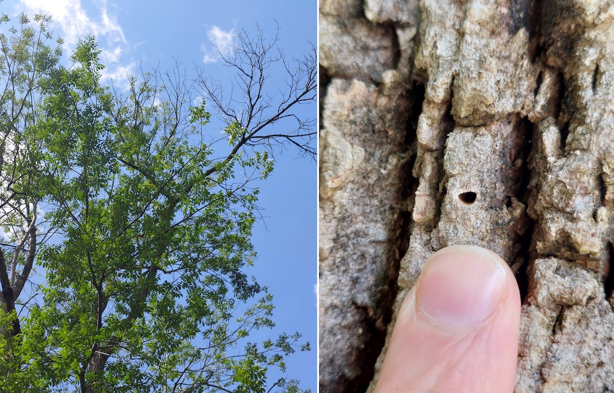 Emerald Ash Borer signs.