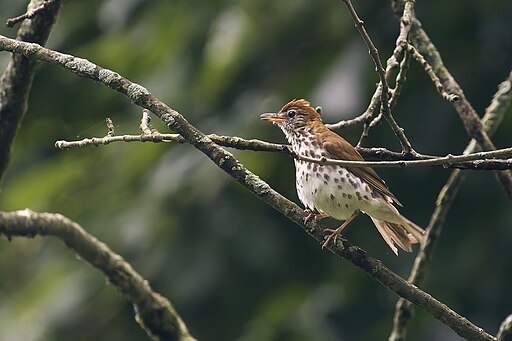 Wood thrush. Wood thrush on a tree branch.