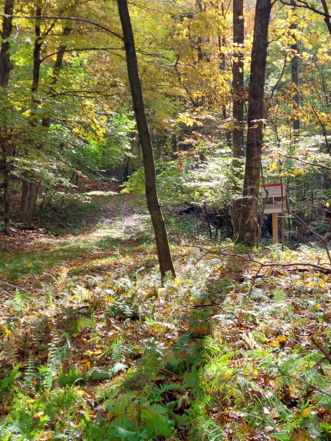 Morning sun at Lennox. Morning sunlight through the autumn leaves at Lennox Model Forest.