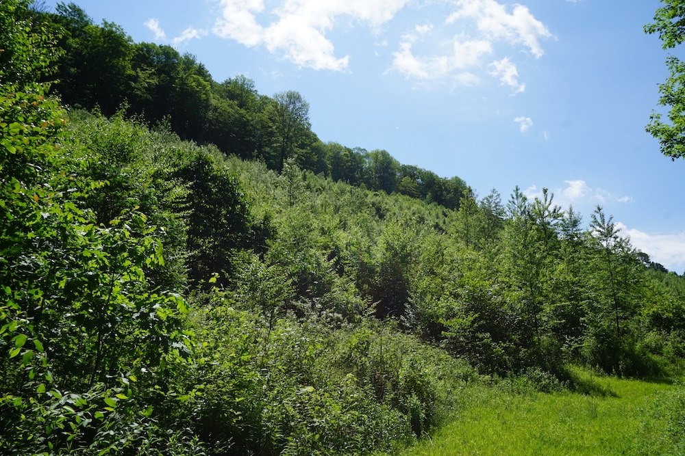 Clearcut. Dense vegetation re-growing in a clearcut area.