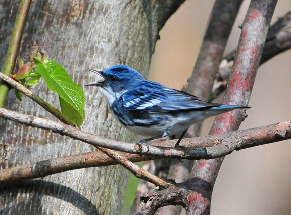 Cerulean warbler. Cerulean warbler singing while perched on a branch.
