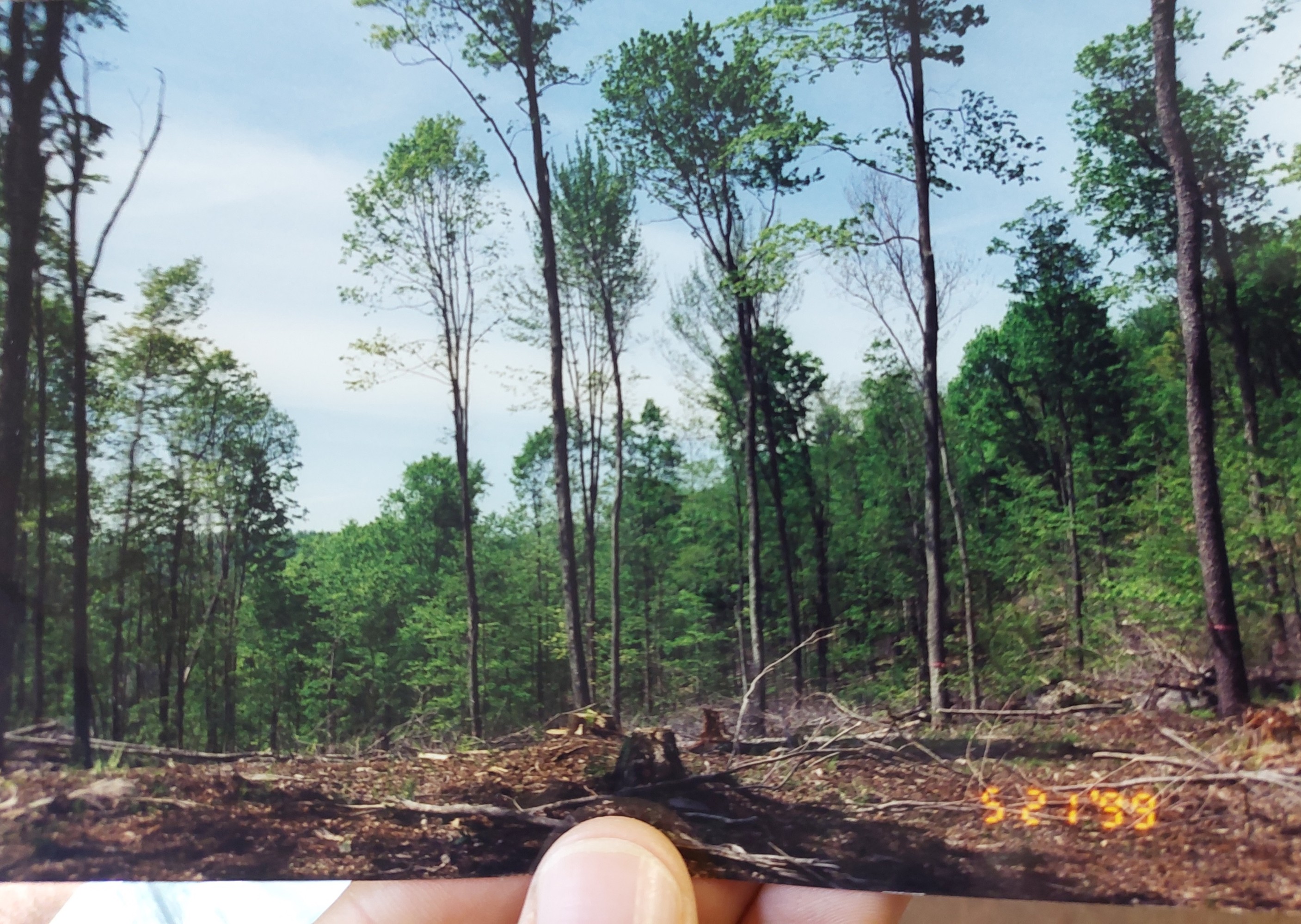 Shelterwood harvest. Photograph of the shelterwood harvest at Lennox Model Forest in 1999.