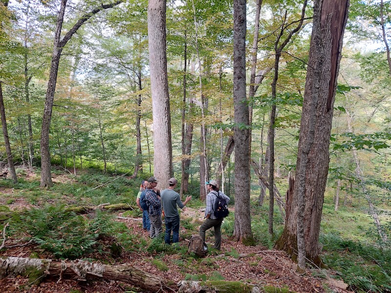 Possible lingering ash tree. A group of natural resource professionals stands on a steep wooded hillslope with an open understory. They are standing in front of one live and two dead white ash trees.