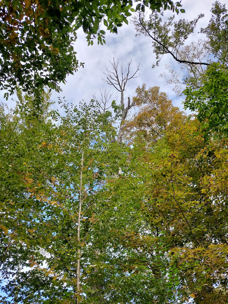Dead tree top. A dead white ash treetop sticks up through a hole in the canopy. It is starting to look like fall.