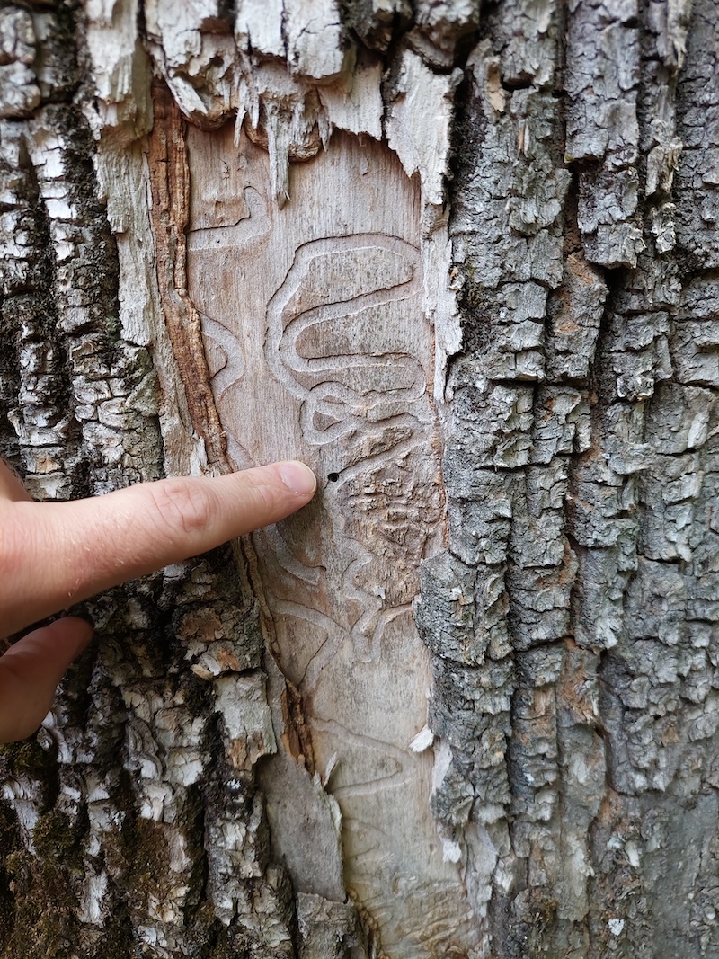 Definite EAB sign. A finger points to serpentine galleries and a D-shaped exit hole visible on the cambium layer beneath the bark.