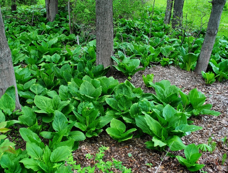 Skunk cabbage growing in the forest. Skunk cabbage growing in the forest.