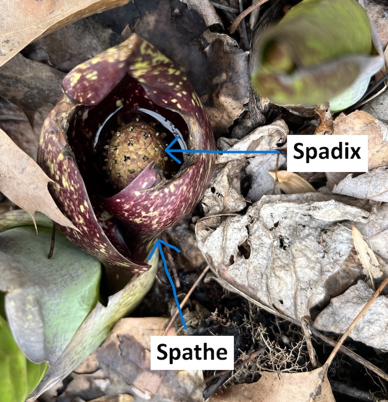 Diagram of a skunk cabbage flower. A diagram of a skunk cabbage flower.