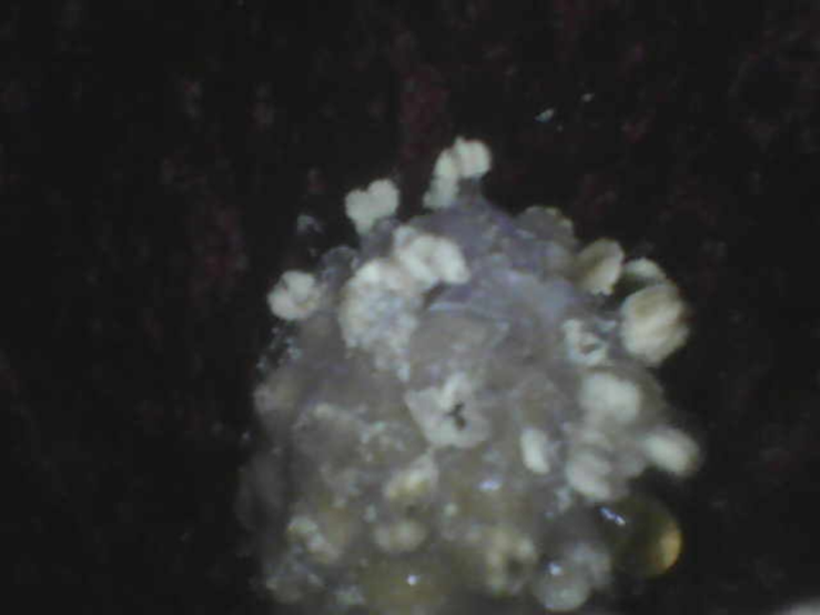 Male skunk cabbage flower. A male skunk cabbage flower.