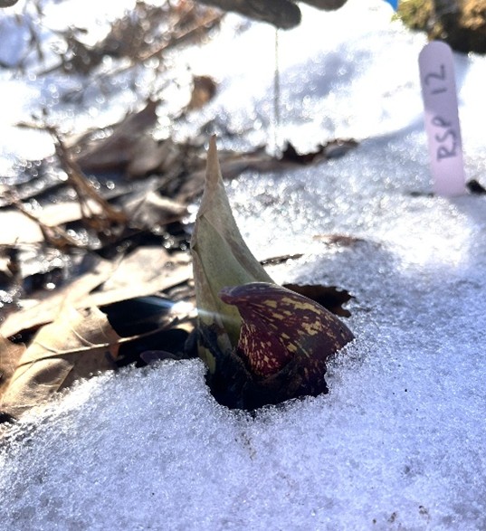 Immature skunk cabbage flower. Immature skunk cabbage flower in the snow.