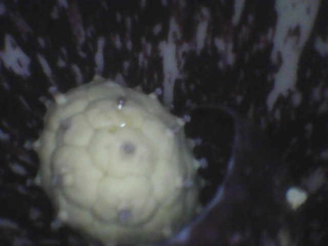 Female skunk cabbage flower. A female skunk cabbage flower.