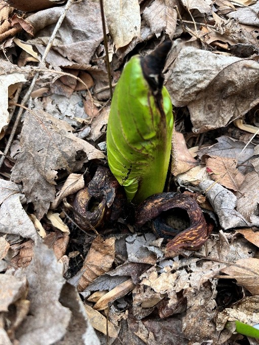 Skunk cabbage that is done flowering. A skunk cabbage that is done flowering.